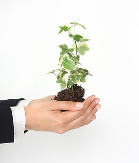 Plant In Hands