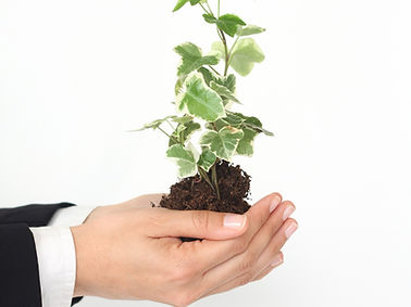 Plant In Hands