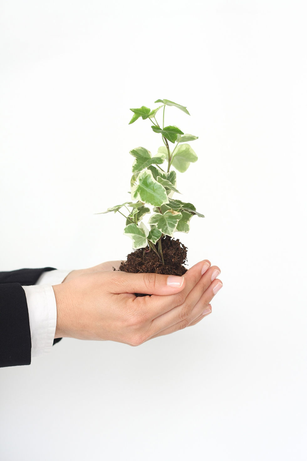 Someone in a suit holds a young plant. This is symbolic of how I hope to grow my freelance writing business.