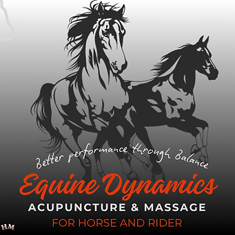 Holly Mitchell Equine Dynamics Acupuncture and Massage and Workshops