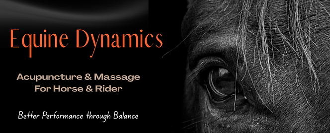 Equine Dynamics Acupuncture and Massage for Horse and rider