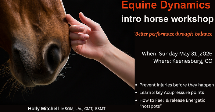Holly Mitchell Equine Dynamics intro horse workshop