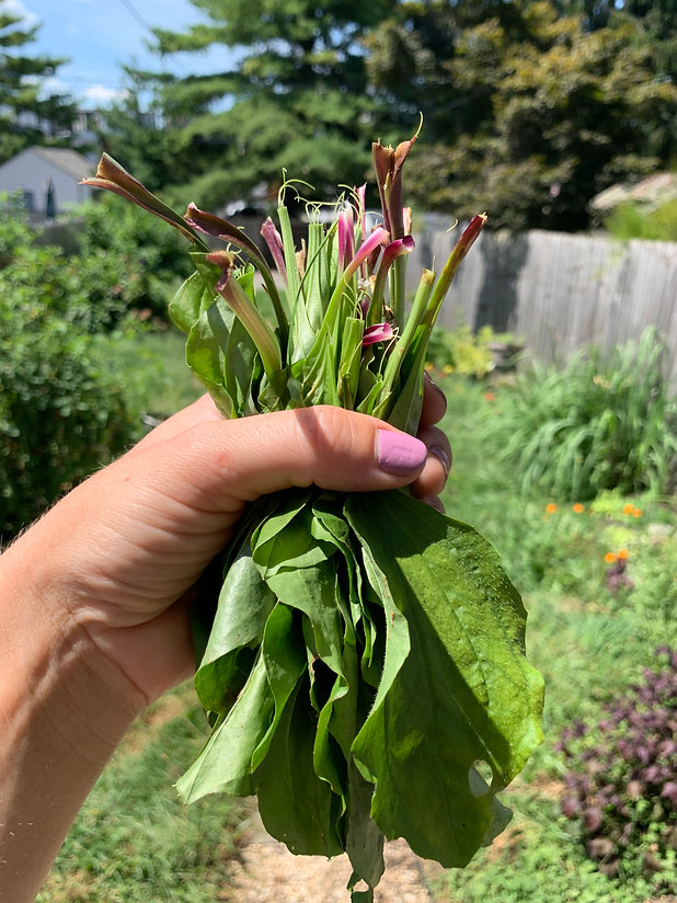 A handful of broadleaf plantain leaves in an urban backyard