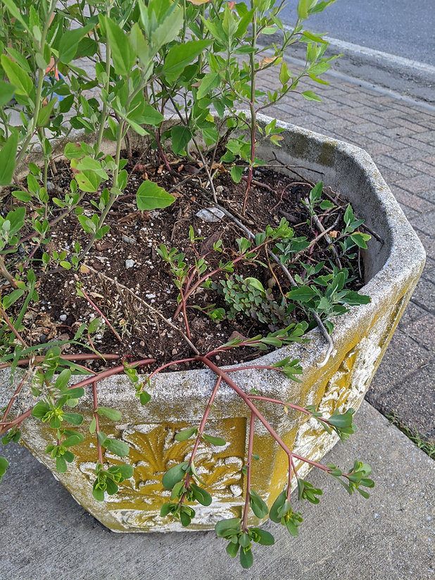 A concrete planter on a sidewalk containing purslane and sorrel