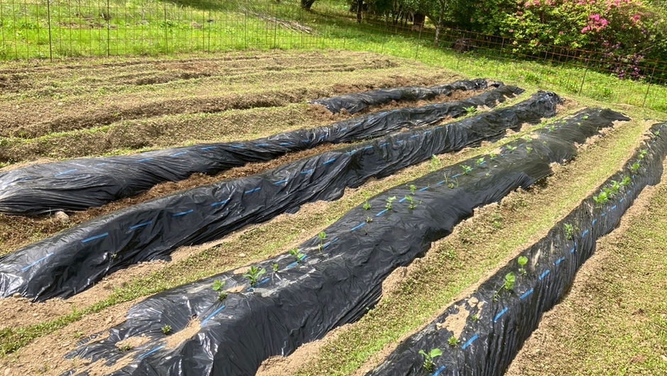 【農地活用プロジェクト始動|生育状況】