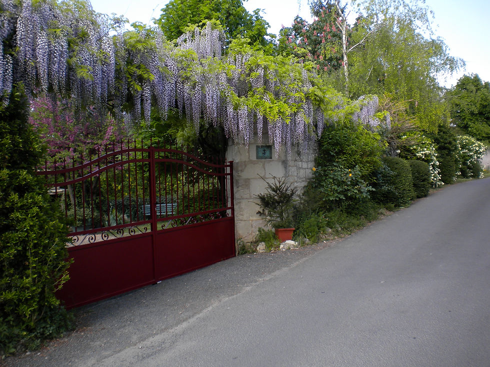 Glycine rue du four à ban