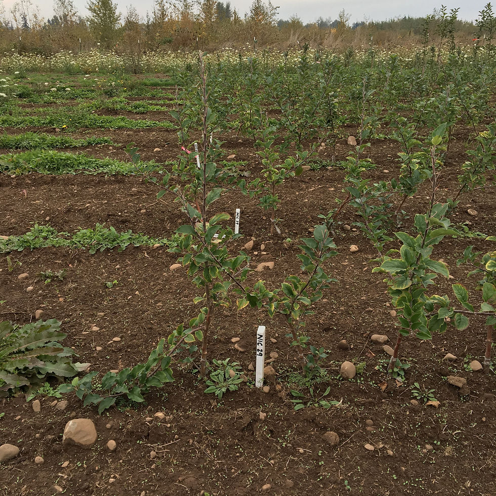 Cider BabiesHard Cider Apple Trees for Sale