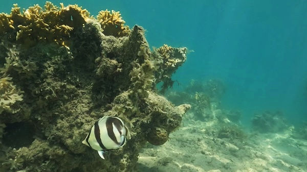 Peixes coloridos no Parcel das Paredes na região de Abrolhos