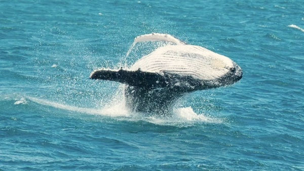 Baleia saltando
