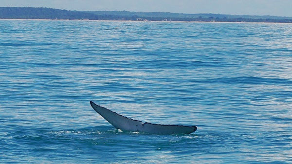 Baleia Jubarte mergulhando em Porto Seguro