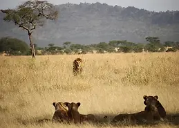 Misinformation About Trophy Hunting Threatens Conservation