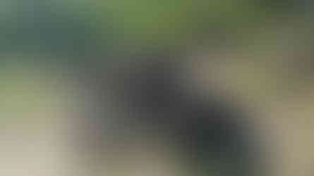 example of a poisoning that killed not only lions but also many critically endangered vultures