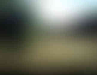 camera trap photo of livestock