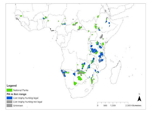 Figure 7. Map showing (in blue) from 2019, showing the extent of remaining lion range covered by areas where trophy hunting was legal, compared to the extent covered by National Parks (in green). Note that this was before Botswana lifted its ban on trophy hunting.