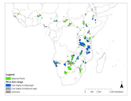 Figure 7. Map showing (in blue) from 2019, showing the extent of remaining lion range covered by areas where trophy hunting was legal, compared to the extent covered by National Parks (in green). Note that this was before Botswana lifted its ban on trophy hunting.