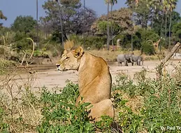 Lions, lies and legislation -The harms of trophy hunting have been exaggerated