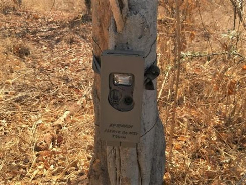 camera trap on tree