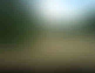 camera trap photo of lioness