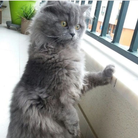 As Aventuras de Blu e a Magia da Astrologia Horária