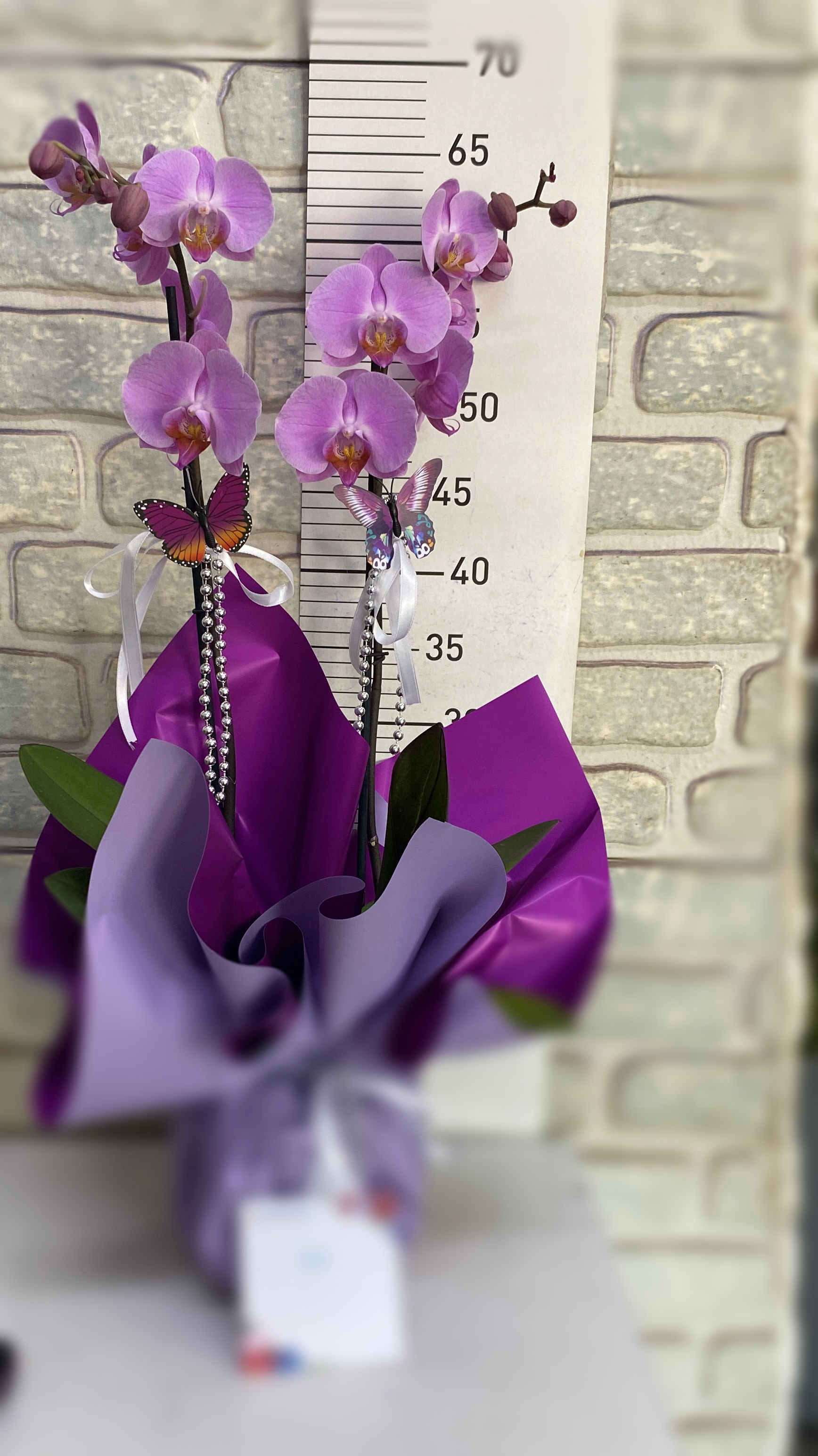 Mor çift dallı orkide 