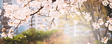 BANNER SITE BEE (1265 x 503 px) (11).png