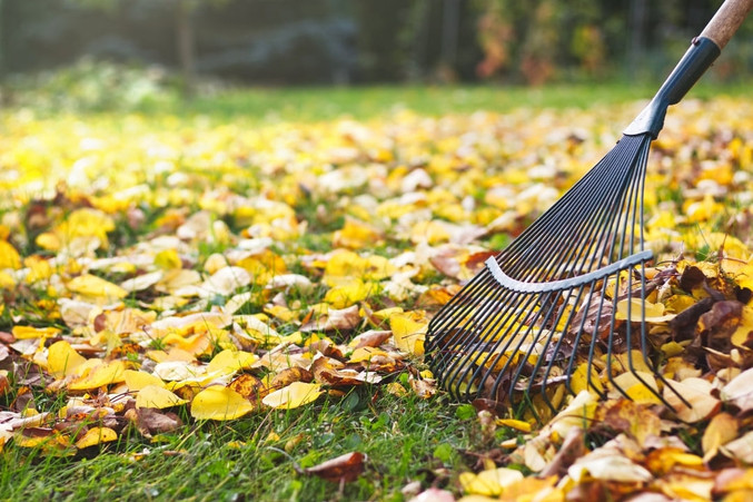 Yellow Leaves and Rake for seasonal leaf removal