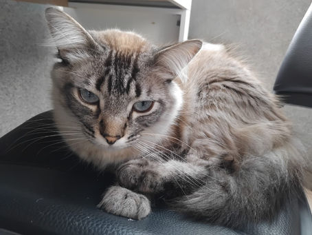 Sim, eles ajudam na nossa cura.