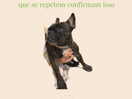 " Minha cachorra precisa ficar o tempo todo de cone para não se coçar".