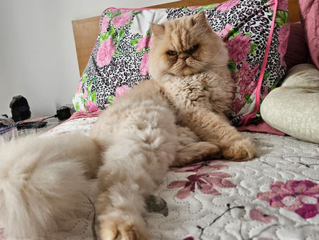 Meu gato faz xixi pela casa toda e é agressivo com a mãe dele