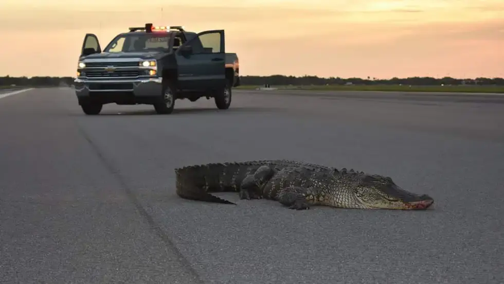 Alligator plane strike