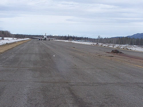 Moose plane strike