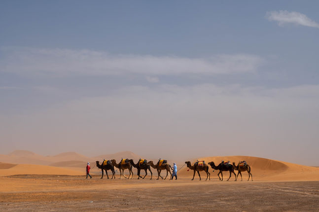 Camels, Sahara Desert