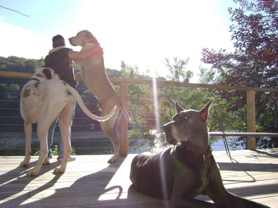Maxime Gagné sur une terrasse au bord d'un lac, avec trois de ses grands danois