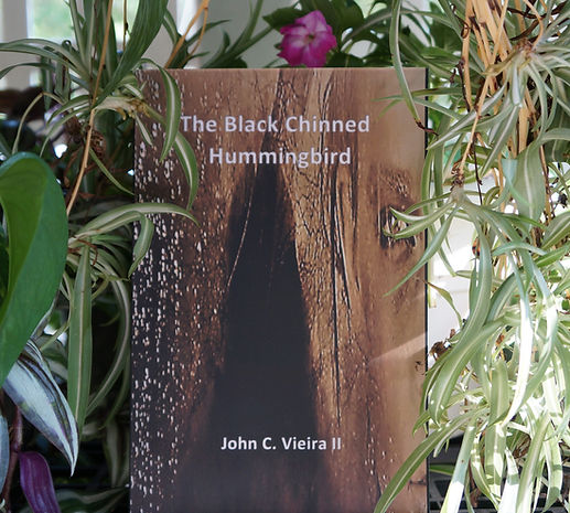 The Black Chinned Hummingbird Web 1.JPG