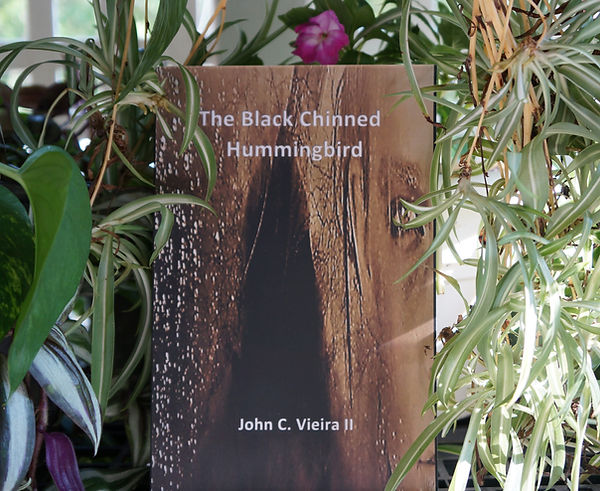 The Black Chinned Hummingbird Web 1.JPG