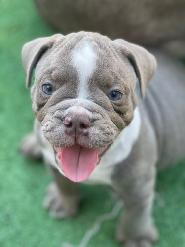 Bully Breeds Kennels Ioeba Registered Olde English Bulldogge