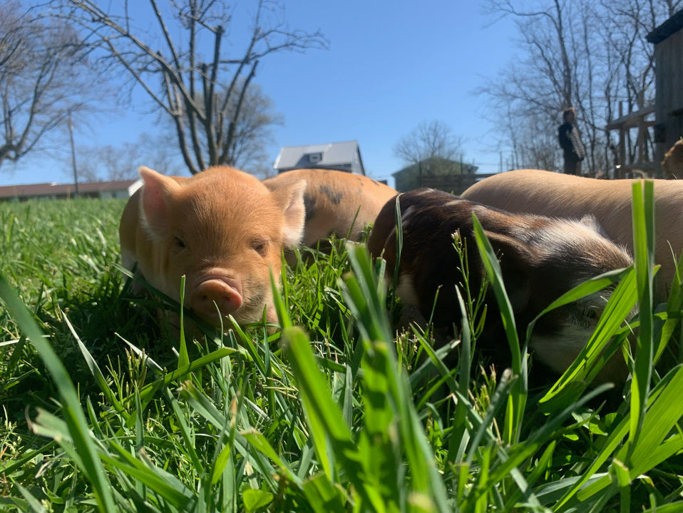 April2022piglets-1.jpeg