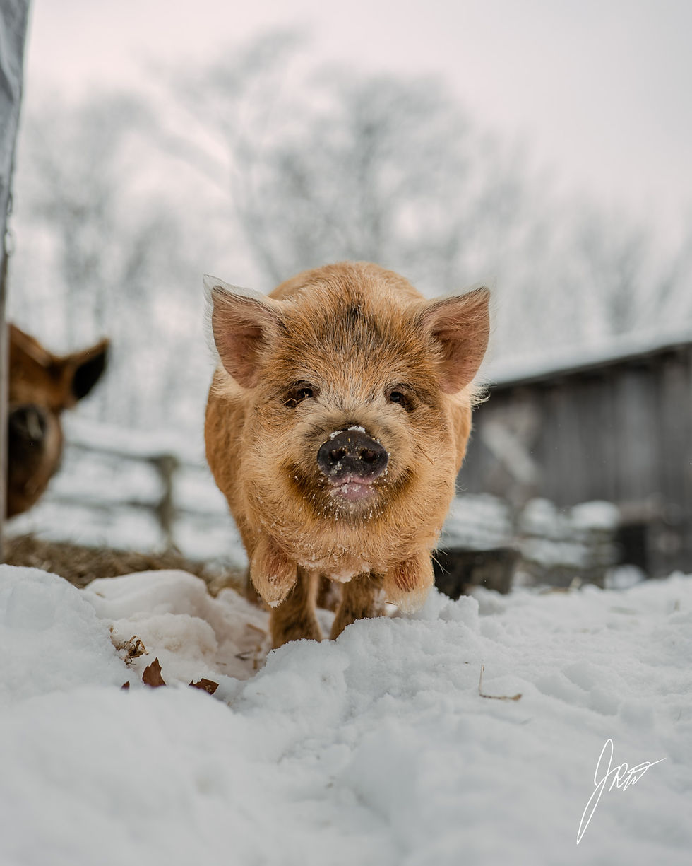 Feb 4_Pigs HDR Extras-1087440