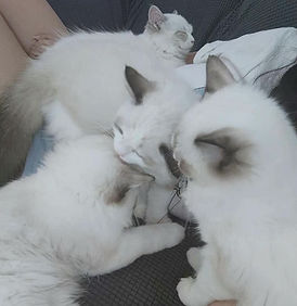 meet in person noblequeen ragdoll cattery los angeles