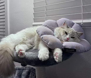 after surgeory care noblequeen ragdoll cattery