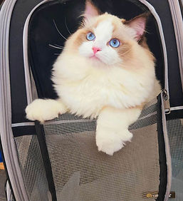 cat pickup/delivery noblequeen ragdoll cattery