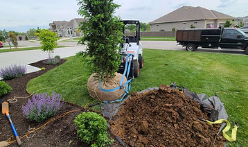Relocating a poorly placed tree too close to the home