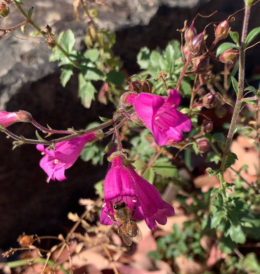 Richardson's Penstemon