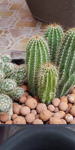 Composition Cactus.jpg