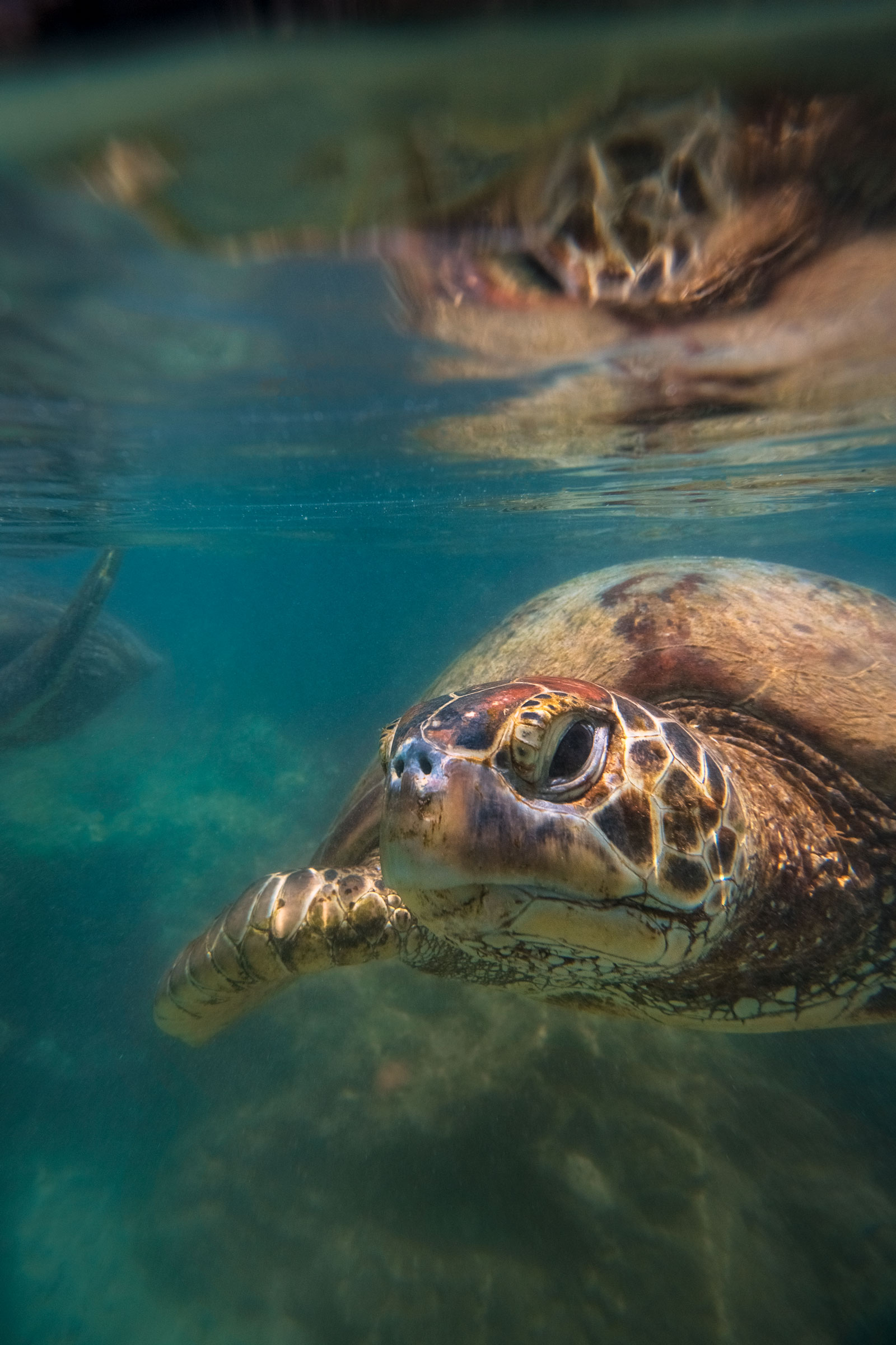 vanuatu-efate-island-sea-turtle-animal-portrait-underwater-lagoon.jpg