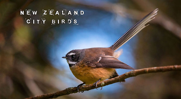Fantail bird from New Zealand