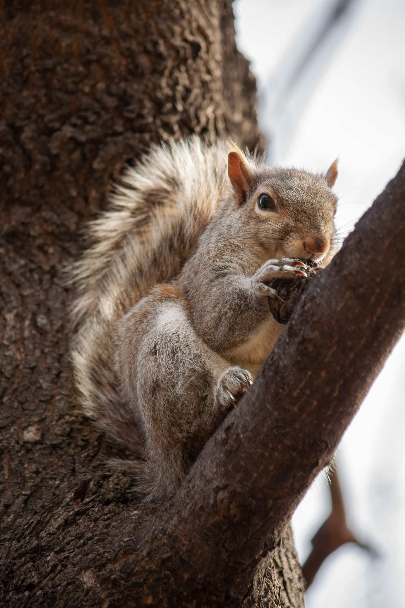 canada-montreal-squirrel-wildlife-tree.jpg