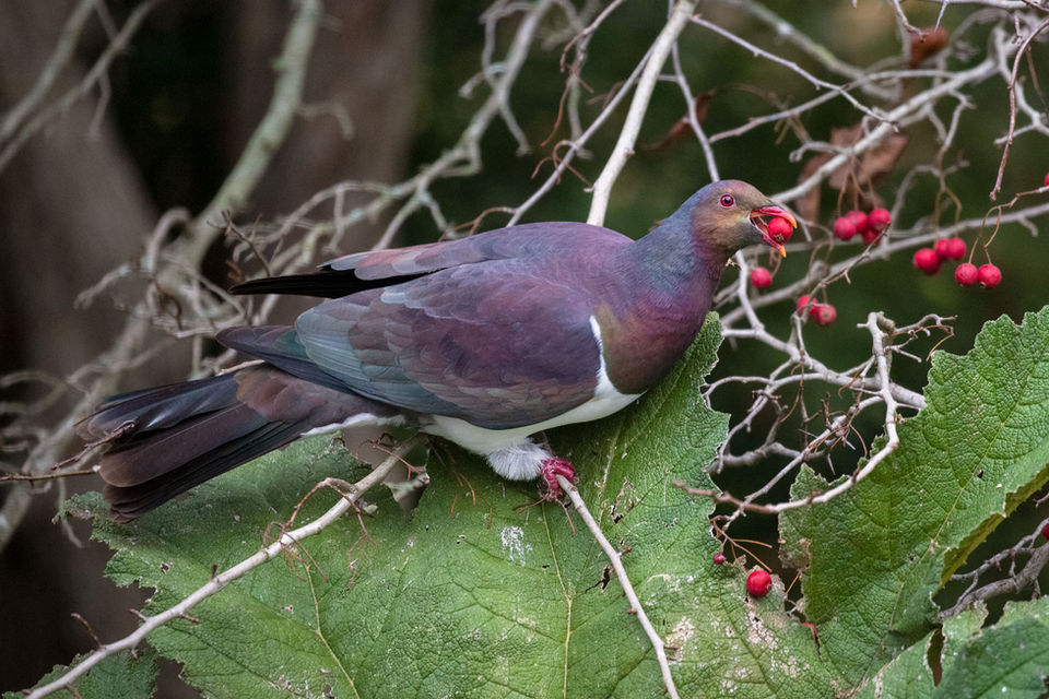 kereru-pegeon-birds-new-zealand-wildlife-park-animal-chch-botanic-portrait.jpg