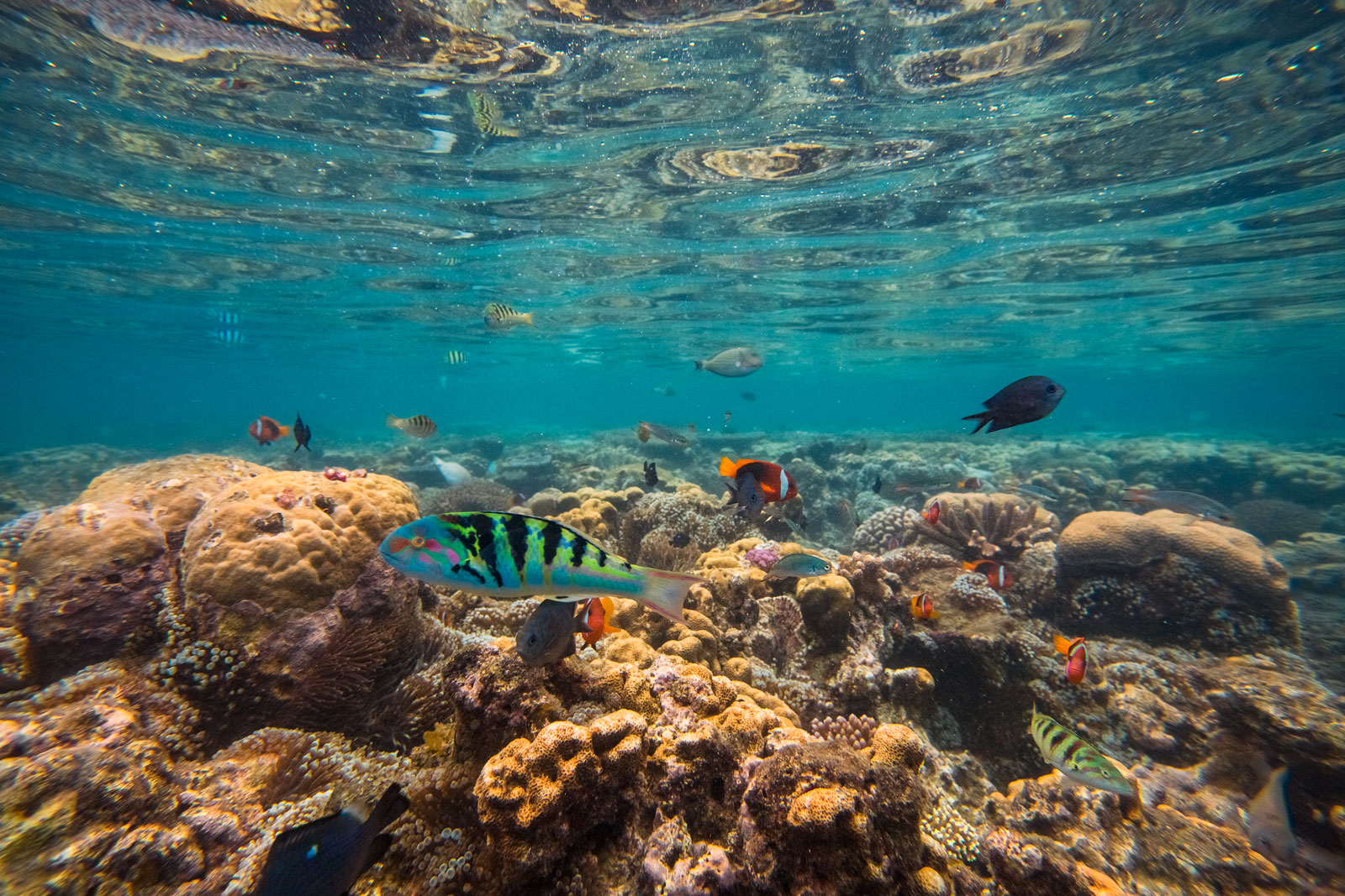 vanuatu-espiritu-santo-mele-island-hideaway-reef-corals-clown-fish-south-underwater-aquari