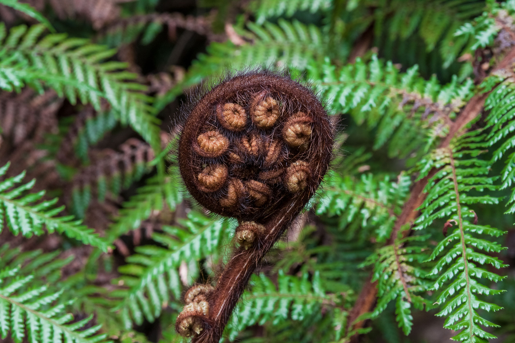 edb-west-coast-fern-silver-koru-nz-nature-plant.jpg